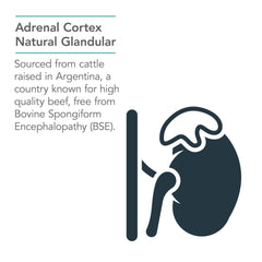 Nutricology adrenal support capsules close-up may support overall wellness
