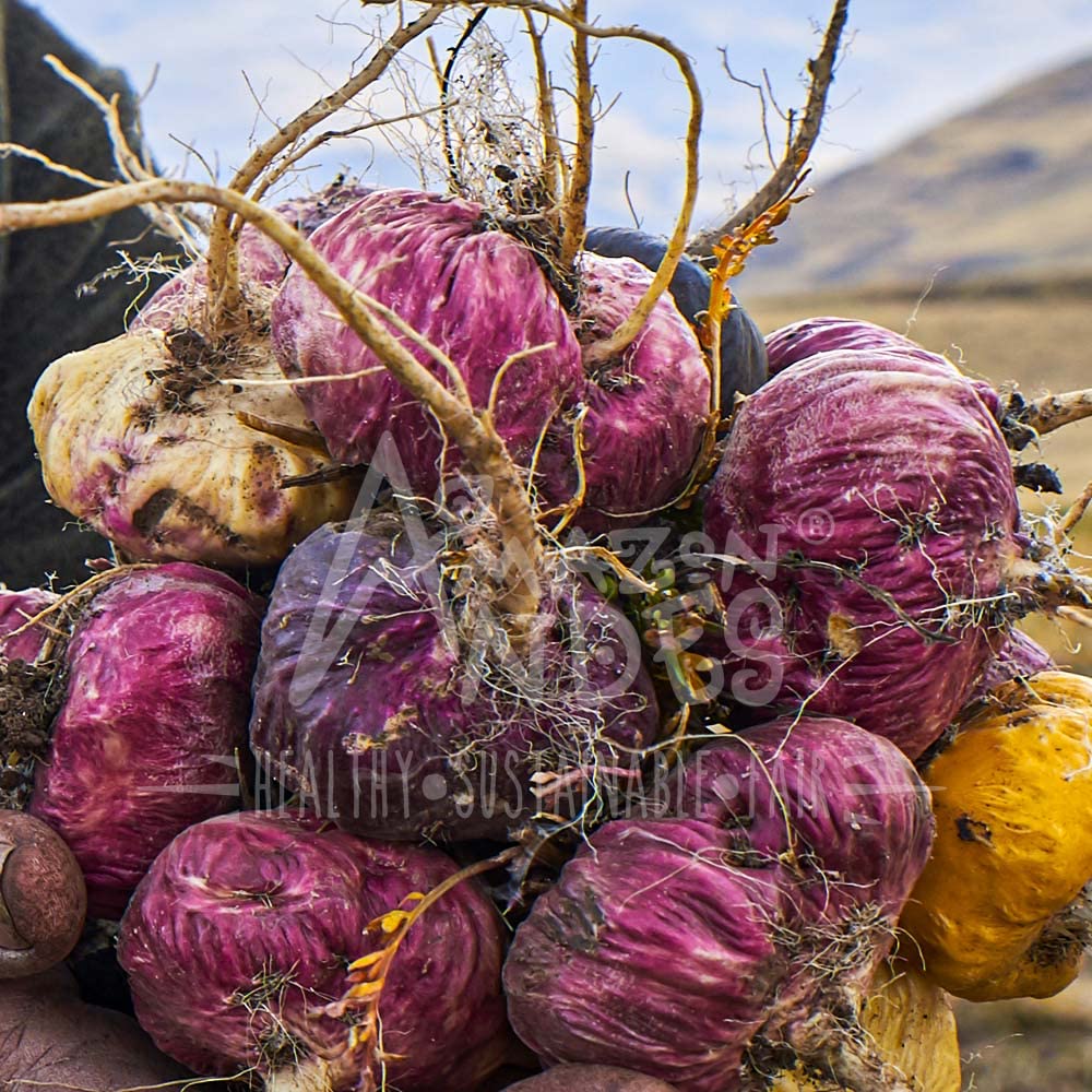 Amazon Andes hormonal balance maca aiding vitality, mood, and joint comfort