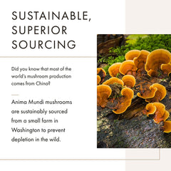 Anima Mundi Apothecary Soma 7 Mushroom Elixir pour captures amber tincture color.