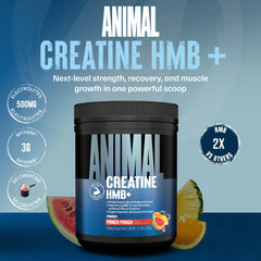 Animal Creatine HMB Powder scoop ready to mix for quick recovery after workouts.
