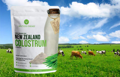 Colostrum undergoing cold processing to preserve nutrients.