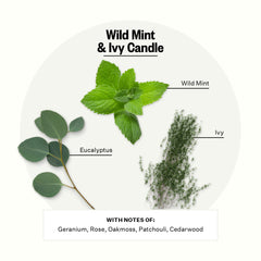 APOTHEKE Signature Wild Mint Ivy candle 10.5 oz size delivering long-lasting fragrance.