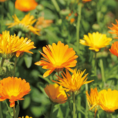 Calendula Hydrosol label close-up highlighting quality sourcing for Aromatics International.