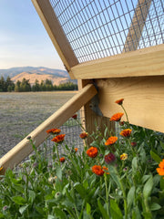 Aromatics International Calendula Hydrosol outdoors on a patio with a fresh resinous scent.