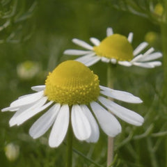 Aromatics International chamomile essential oil in diffuser setup for calming aromatherapy sessions.