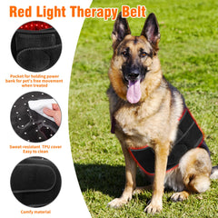 Asenei portable red light therapy belt used outdoors for on-the-go pets.