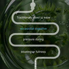 AUTHENTA IBShield ingredients herbs chart shows peppermint chamomile and lemon balm