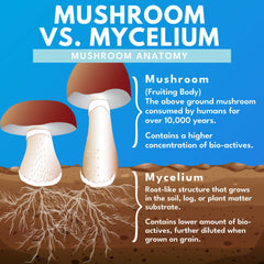 Bold Botanica Mushroom Supreme 7 eco-friendly packaging supports sustainability