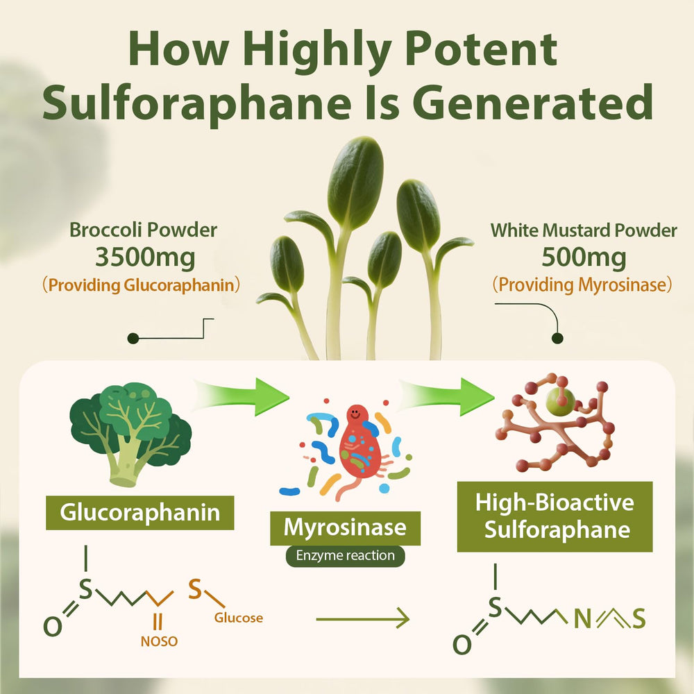 Cenffitio sulforaphane glucoraphanin-rich powder showing potency