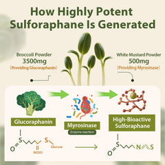 Cenffitio sulforaphane glucoraphanin-rich powder showing potency