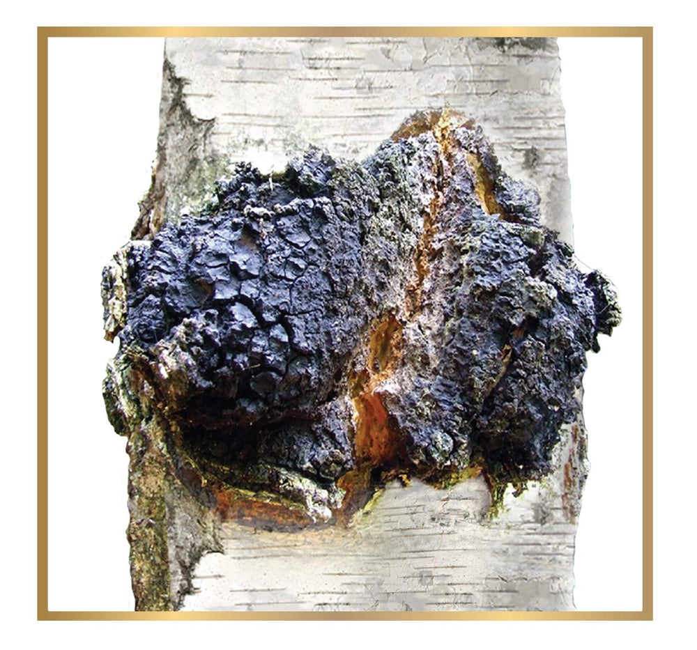 Inspect the color and texture of ChagaTeaShop chunks before grinding.