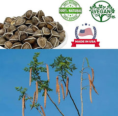 DABC OAK LAND moringa seed in bowl ready for sprouting and kitchen use.