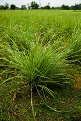 doTERRA Lemongrass oil post-workout massage adds a refreshing touch