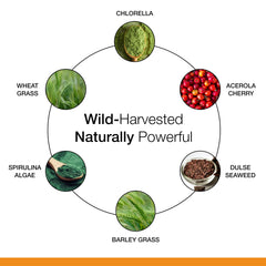 Close-up of wild-harvest ingredients used in Dr. Schulze's SuperFood 100
