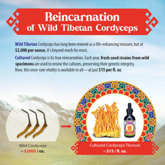 Dragon Herbs Cultured Cordyceps Drops pour into a cup showing quick integration into drinks