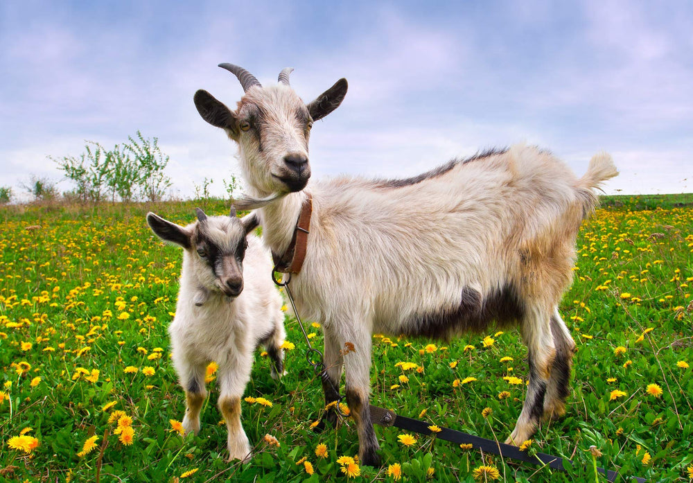 Dragon Herbs Goat Placenta ingredients display bamboo and rice powders for a clean formulation