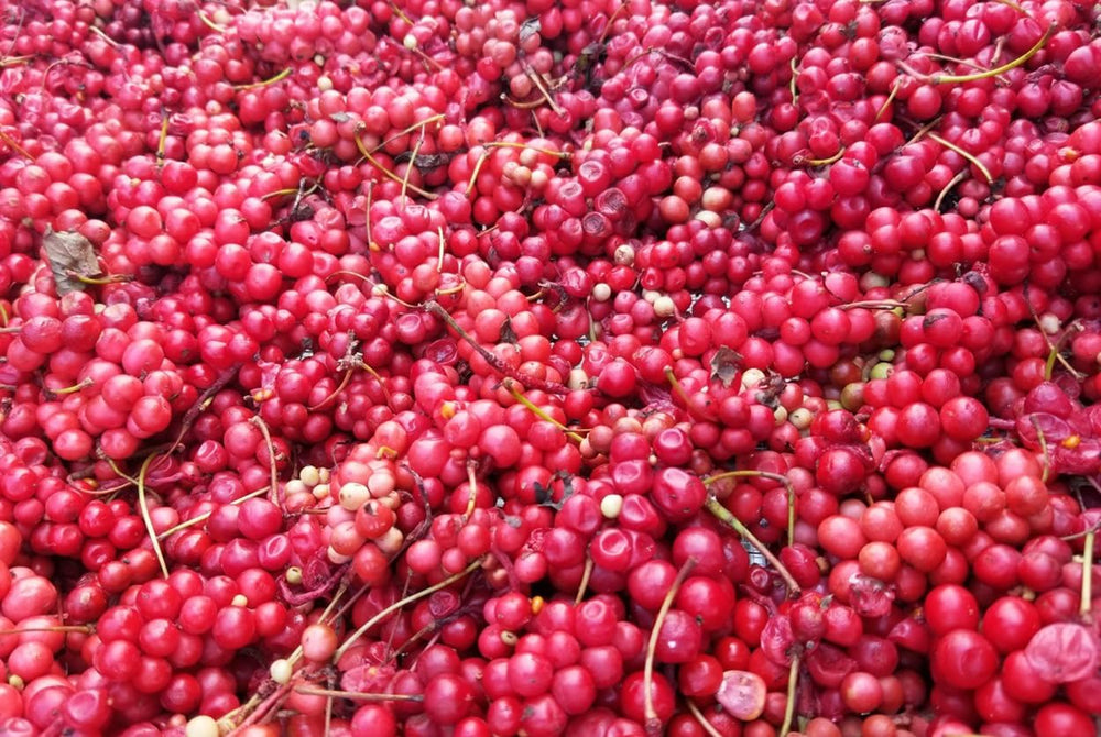 Dragon Herbs schizandra berries origin Changbai Mountain image shows authentic sourcing.
