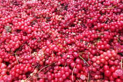 Dragon Herbs schizandra berries origin Changbai Mountain image shows authentic sourcing.