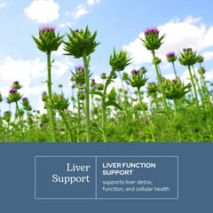 Eclectic Institute Artichoke leaf concentrate capsules aiding digestion and bile flow