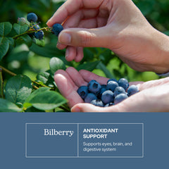 ECLECTIC INSTITUTE Freeze-dried bilberries image highlights potent polyphenols for vitality