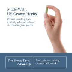 Nettle Quercetin capsules close-up communicates plant-based antioxidant promise.