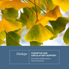 Eclectic Institute Ginkgo Biloba leaves freeze dried close up showing potency