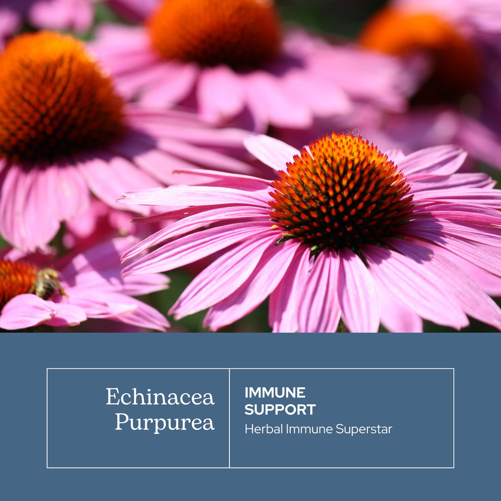 ECLECTIC INSTITUTE Organic Oregon-grown echinacea plant closeup emphasizing origin