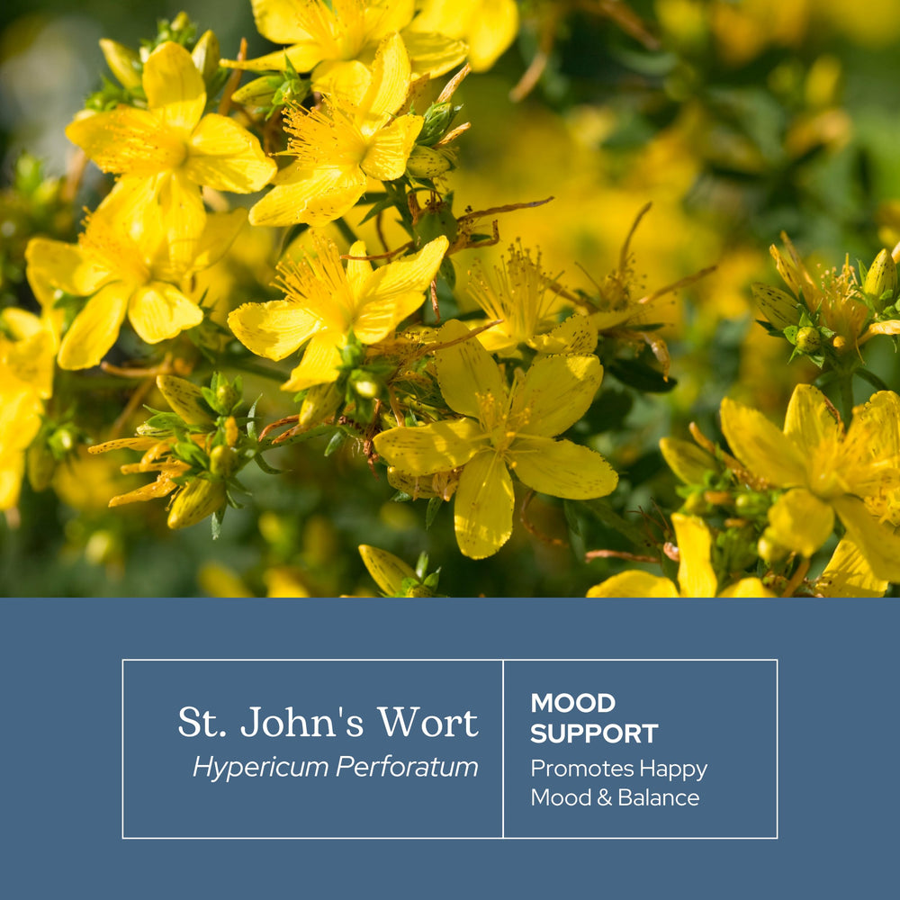 Eclectic Institute St. John's Wort capsules poured into hand, easy daily dosage.
