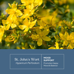 Eclectic Institute St. John's Wort capsules poured into hand, easy daily dosage.