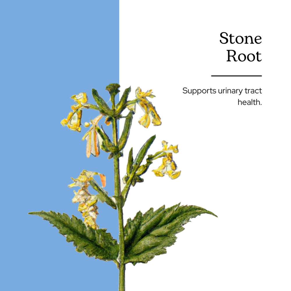 Stone Root drops dispensed into water for easy daily dosing by Eclectic Institute.