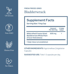 Eclectic Institute wildcrafted bladderwrack plant shows fresh harvest for high-potency nutrition.