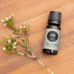 Edens Garden Ledum oil diffuser setup for a fresh, earthy aroma.