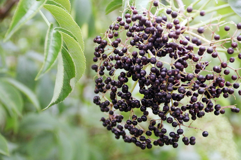 Fields Without Fences Elderberry Elixir grown on our organic farm in Frenchtown, NJ.