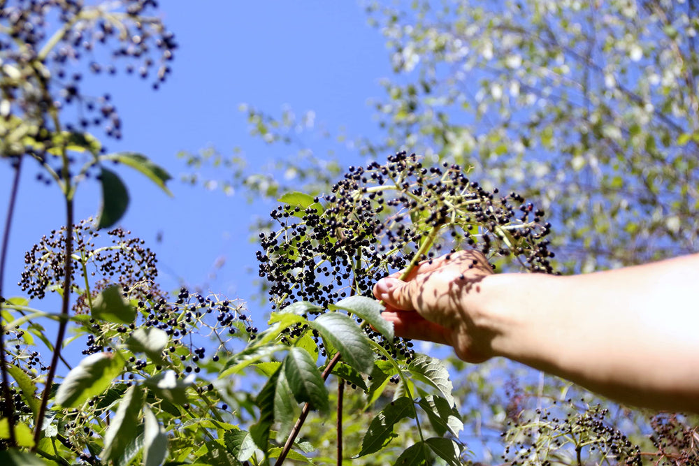 Fields Without Fences Elderberry Elixir being poured into tea for a soothing daily ritual.