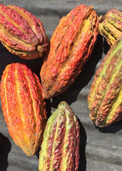 FlavaNaturals FlavaMix cocoa powder lifestyle shot suggests versatile recipe use.