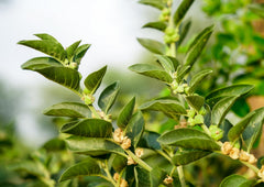 Food to Live Ashwagandha powder stored in pantry keeps freshness.