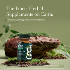 Gaia Herbs Olive Leaf extract Oleuropein close-up for targeted phytonutrient delivery