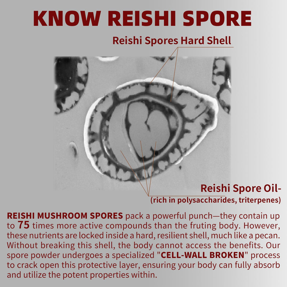 GANOHERB Reishi capsules being poured for daily use and support.