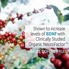 Garden of Life Neurophenol organic berries detail supports brain health.
