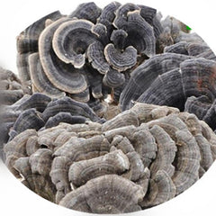 Generic rainbow conk mushroom slices with vibrant colors for tea infusions