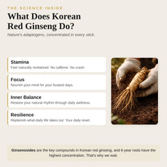 GINSEGOLD ginseng stick dissolving in hot water for quick energy.