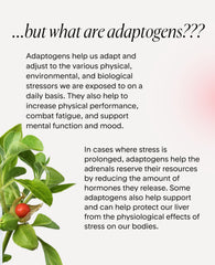 Goodness Lover Ashwagandha supports focus during work and study