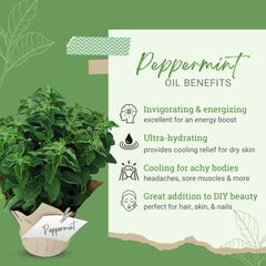 GreenHealth peppermint oil aluminum bottle with cap, designed for regular use and safekeeping.