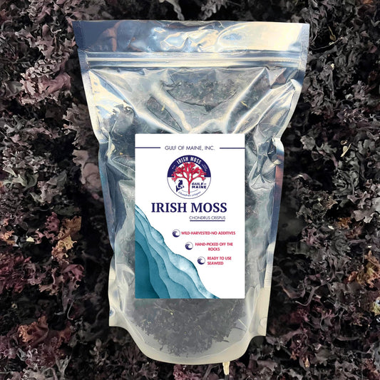 Gulf of Maine Chondrus Crispus purple Irish moss fronds for mineral-rich coastal care.
