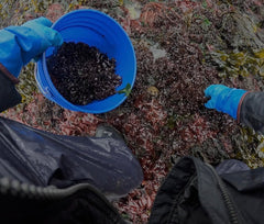 Wild-harvested Gulf of Maine sea moss fronds for routine mineral support.