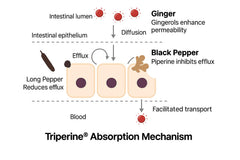 Harmony Nutraceuticals Arjuna Supreme label-detail highlighting RG1 and Triperine