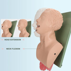 Healthible intubation model displays pharynx and larynx for visual practice during intubation.