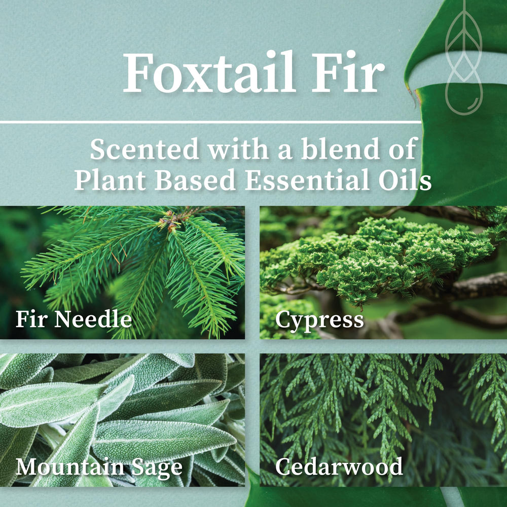 Hemlock Park natural coconut wax candle offers clean burn with Foxtail Fir aroma.