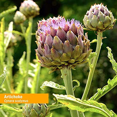 Full-spectrum artichoke extract preserving plant balance