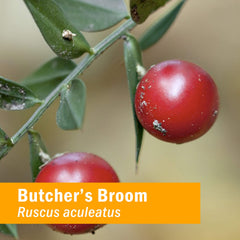 Herb Pharm Butcher's Broom bottle label highlights potent extract for circulatory wellness.